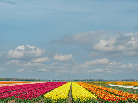 Tulip field - Tulpenveld