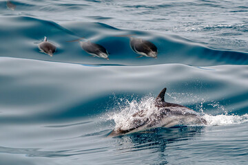 striped dolphin jumping outside the sea - 779796207