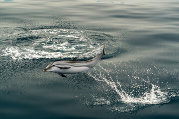 striped dolphin jumping outside the sea - 779796219