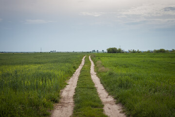 Fototapeta na wymiar Dirt road among cultivated fields. Old country road in summer cloudy day.