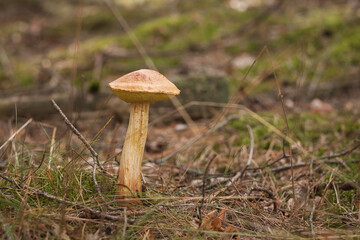 Aureoboletus projectellus mushroom grows in a coniferous forest. Small depth of field