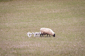 A ewe and two lambs in a field in rural Sussex in springtime