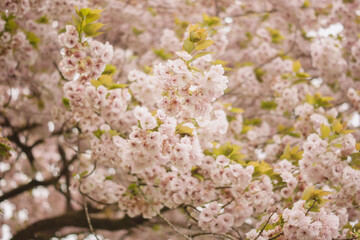 blooming cherry tree Sakura blossoms
