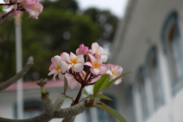 Frangipani flower close up