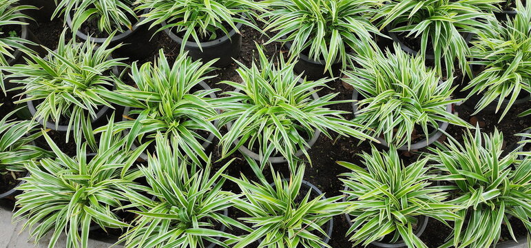 Spider Plant is grown in black pots. Chlorophytum bichetii (Karrer) Backer have leaves are pointed at the tips. The upper surface of leaves is dark green and shiny. Creamy white spots on leaf margin
