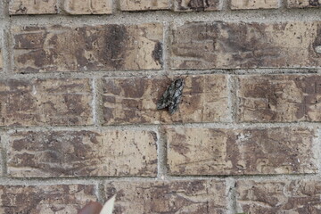 A large cicada attaches to a brick wall in North Texas

