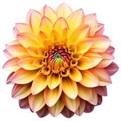 Close-up of a stunning yellow and white dahlia flower with detailed petals isolated transparent background