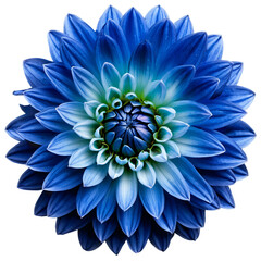 Close-up of a stunning blue dahlia flower with detailed petals isolated transparent background