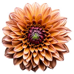 Close-up of a stunning golden brown dahlia flower with detailed petals isolated transparent background