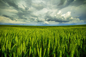 Lush wheat crops stretch towards the horizon beneath a dramatic, cloud-filled sky