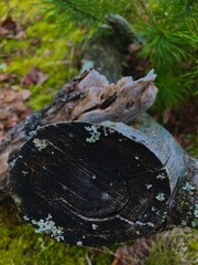 stump