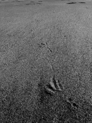 footprints