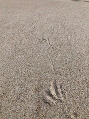 footprints