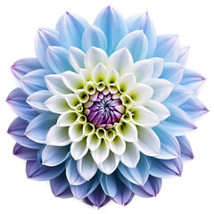 Close-up of a stunning light blue and purple violet dahlia flower with detailed petals isolated transparent background