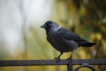 jackdaw sitting on the fence blurred background close-up