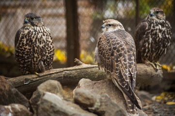 falcon falcon sitting on a branch in the zoo flock of birds