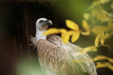 griffon vulture close-up portrait on blurred background in wild nature among blurred leaves