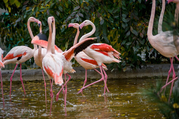 a flock of pink flamingos on a pond in their natural habitat. Flamingo at the zoo