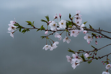  sakura　cherry blossom　spring in japan