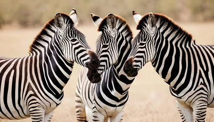  A-Zebra-Pair-Rubbing-Their-Necks-Together-In-A-Dis- © Manaliaa
