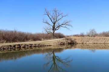 Obraz premium The reflection of the bare tree in the pond water.