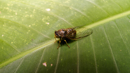 Cicadidae on a large green leaf.