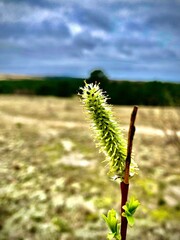 flowering plant