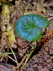 a plant