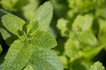 Close up of a mint bush