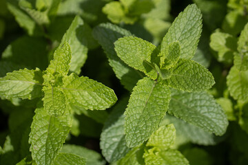 Close up of a mint bush