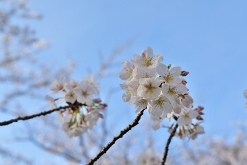 横浜, 江川せせらぎ緑道に咲いてた桜