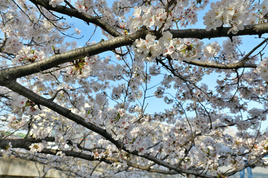 横浜, 江川せせらぎ緑道に咲いてた桜