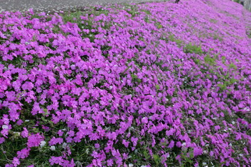 Naklejka premium 鶴見側の河川敷に生えてた芝桜