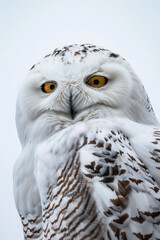 Obraz premium A white owl with yellow eyes is staring at the camera