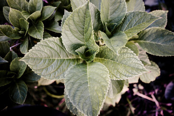 leaves of the hydrangea macrophylla plant for framing