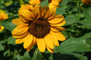 Sunflowers blooming in the park