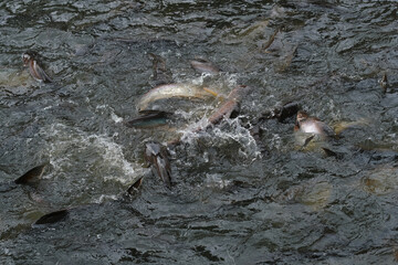 Fish in the pond for cooking