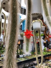 Hildewintera colademononis Monkey tail cactus is native to Bolivia. It is a cactus with an elongated stem. It also hangs down long and the flowers are red.