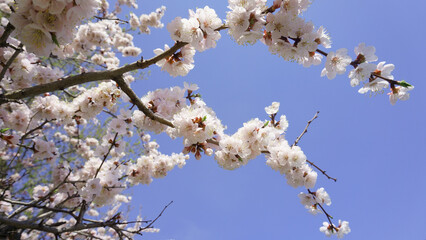 Beautiful blooming apricot branch on a blue sky background. White spring flowers