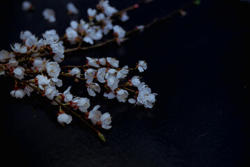 cherry blossom on black background