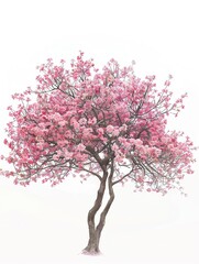 Japan's famous Cherry Blossom tree, delicate and ephemeral, in digital art, isolated on white.