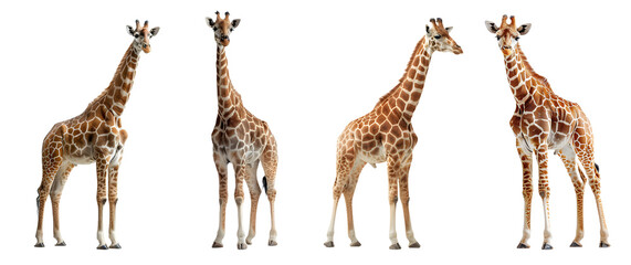 giraffe isolated on a transparent PNG background, white background , Generative Ai © Category PNG 