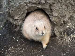 動物園のプレーリードッグ