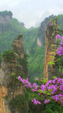 Zhangjiajie Forest Park, China. Panning shot at springtime. Blooming pink trees and morning fog in Zhangjiajie Forest Park - Avatar Floating Mountains. Vertical Screen