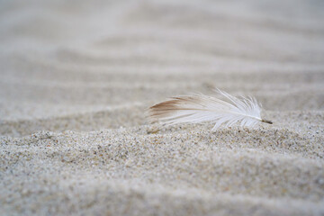 closeup of seagull feather on the sandy beach, blurred background - 779813205
