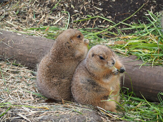 Naklejka na ściany i meble 動物園のプレーリードッグ