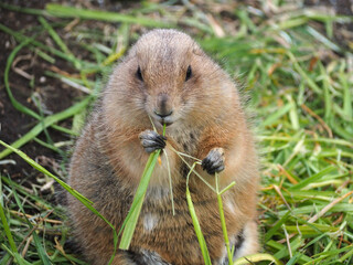 動物園のプレーリードッグ © atsushi