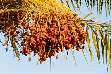 dates hanging on a palm tree on a sunny day