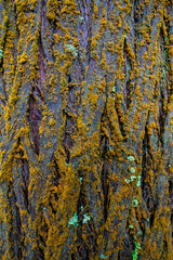 Obraz premium Wet moss-covered tree bark, textured and vibrant, perfect for nature-themed