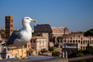 Seagull in front of Coliseum in Rome